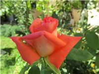 8f0a080f-Picture 1147.jpg